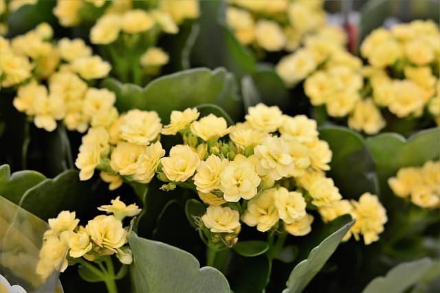 How to take care of Kalanchoe at home