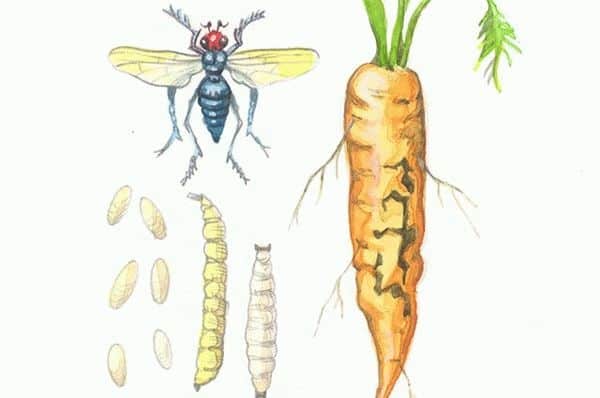 How to deal with carrot fly