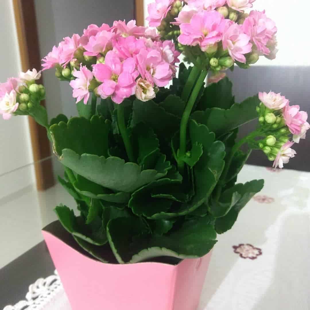 how-to-take-care-of-kalanchoe-at-home-take-care-of-plants