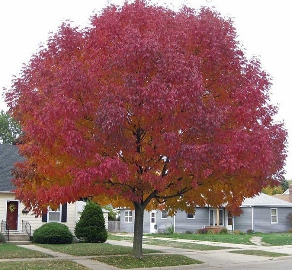 all types of maple trees