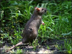 The war with garden pests moles rats against