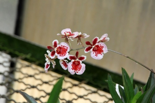 Orchid tolumnia