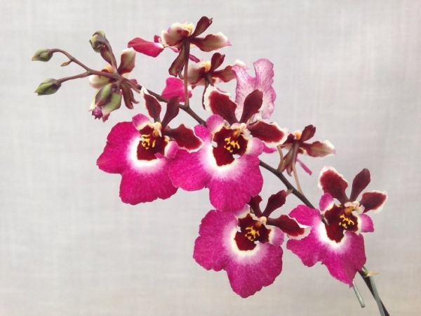 Orchid tolumnia