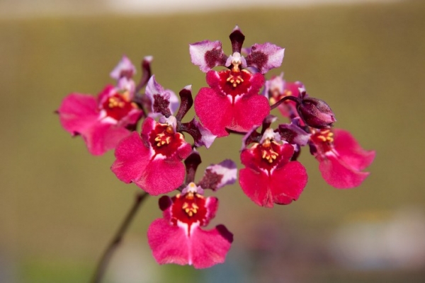 Orchid tolumnia