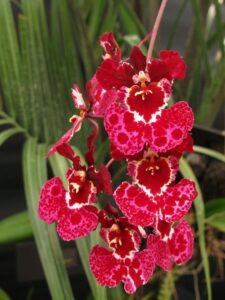 Orchid Tolumnia Photo care instructions