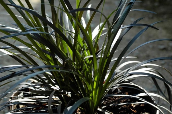 Ophiopogon japonicus | Photo and instructions