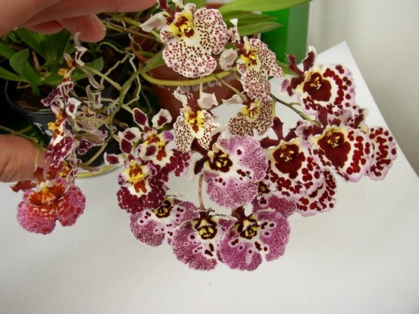 Orchid tolumnia