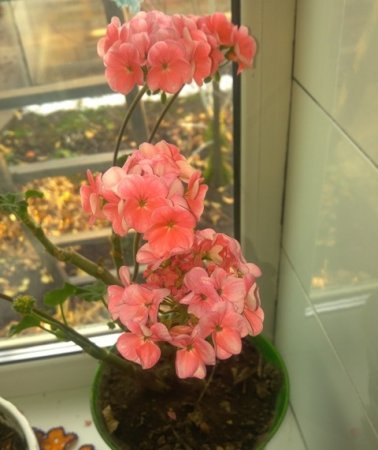 Why yellow leaves of pelargonium.