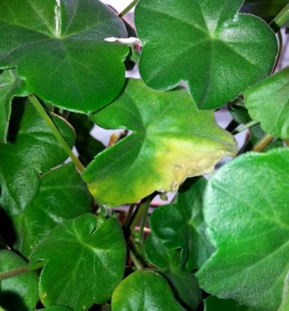Why yellow leaves of pelargonium.
