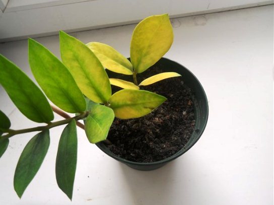 Diseases of zamioculcas