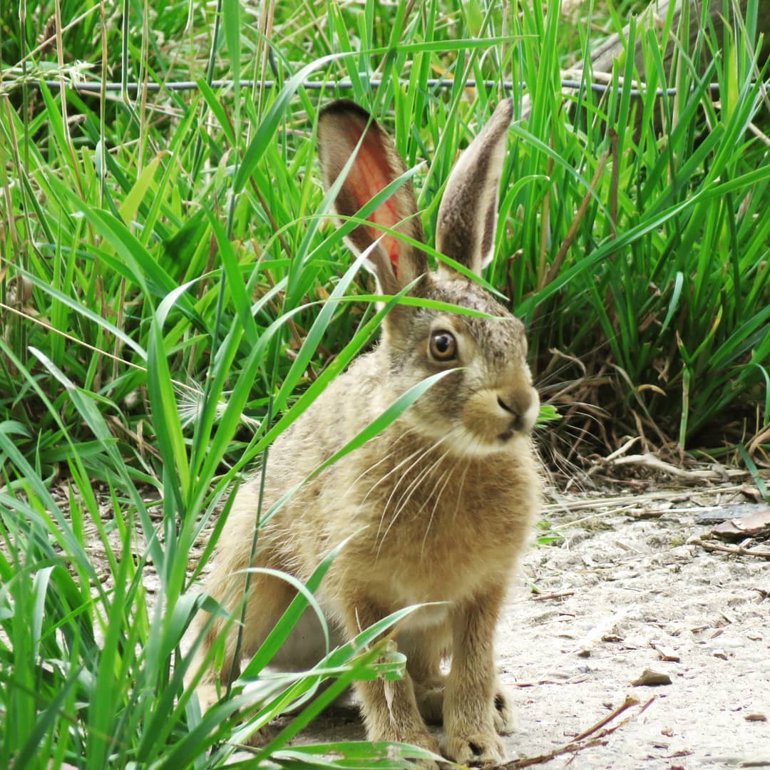 What to do if rabbits nibbled fruit seedlings? care of