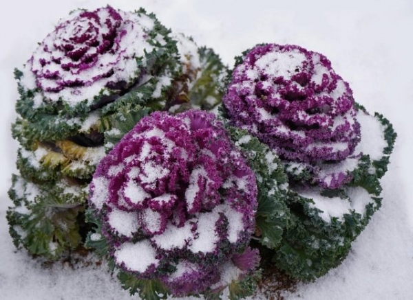 Professional seeds of annual flowers