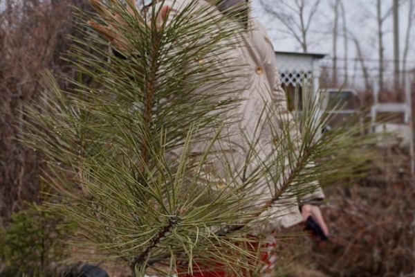 Ponderosa pine, or Ponderosa — available exotic for the middle band