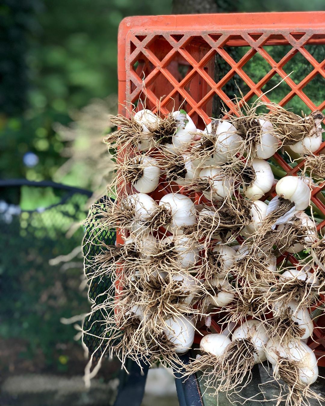 The rules of growing garlic outdoors Photo care instructions