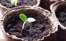 Cucumber seedlings: from seed to greenhouses