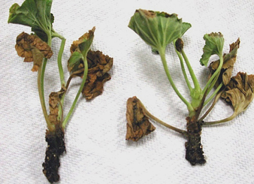 Diseases and pests of pelargonium