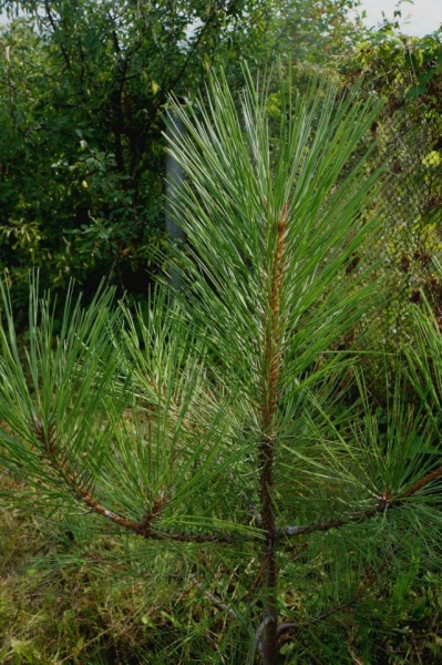 Ponderosa pine, or Ponderosa — available exotic for the middle band