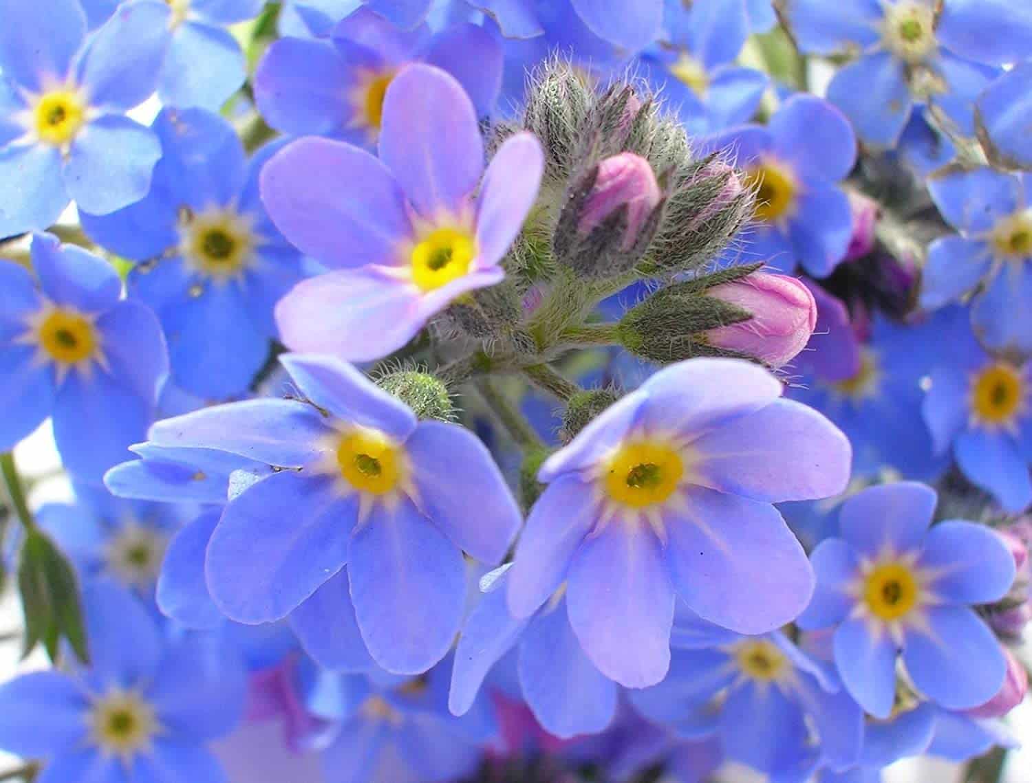 growing-forget-me-nots-photo-and-instructions