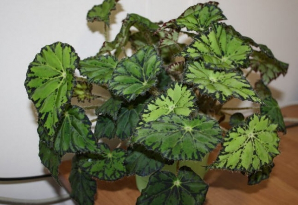 Begonia tiger how to care?