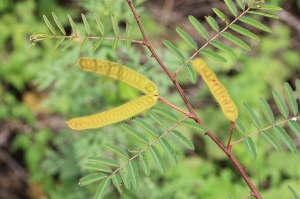 Mimosa