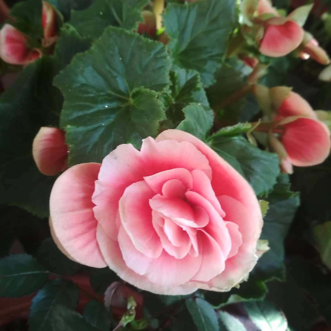 Begonia Elatior care of plants Photo and instructions