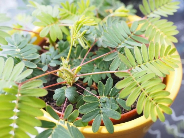 Mimosa