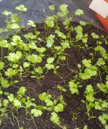 Celeriac - how and when to plant seedlings.