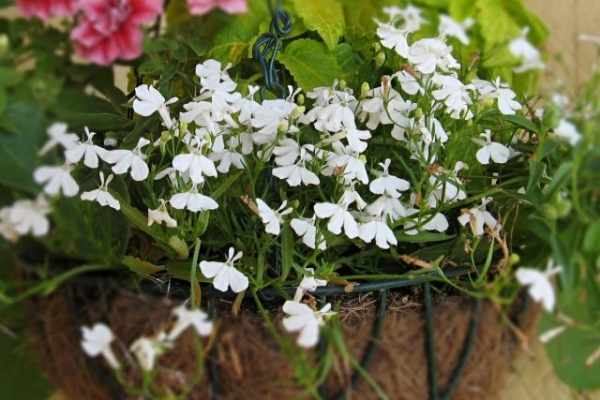 7 Annual Flowers Which I Suggest To Plant In February Care Of Plants