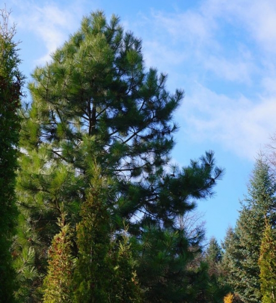 Ponderosa pine, or Ponderosa — available exotic for the middle band