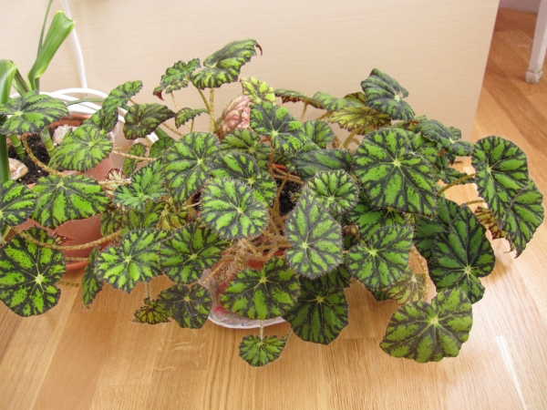 Begonia tiger how to care?