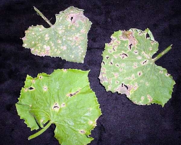 Diseases and pests of pelargonium