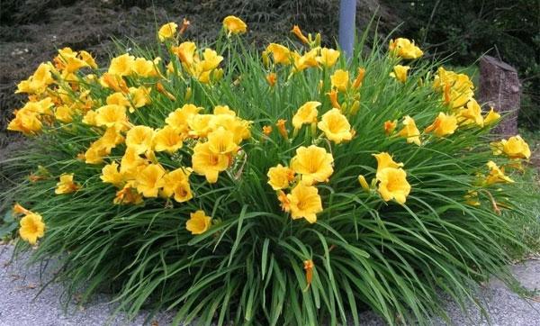 Planting and care of outdoors with day lilies, propagation and transplanting