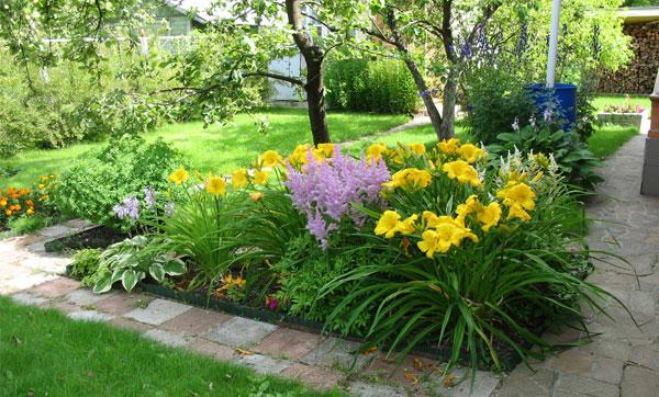Planting and care of outdoors with day lilies, propagation and transplanting