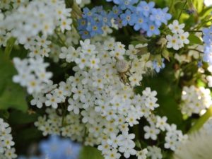Growing forget-me-nots Photo care instructions