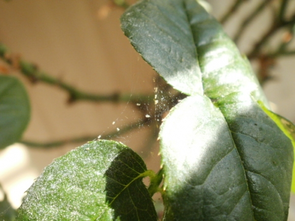 Fuchsia diseases and pests