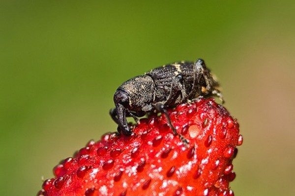 Weevils in strawberries and control them