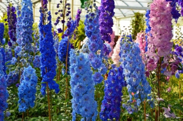 New Zealand hybrids delphinium.