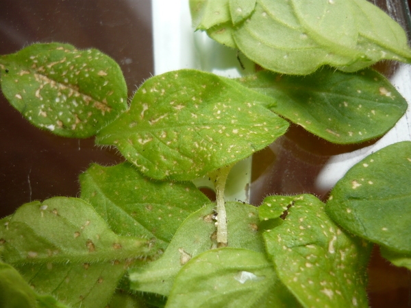 Diseases of petunias