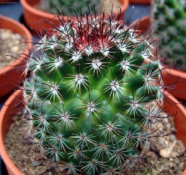 Species of the cacti