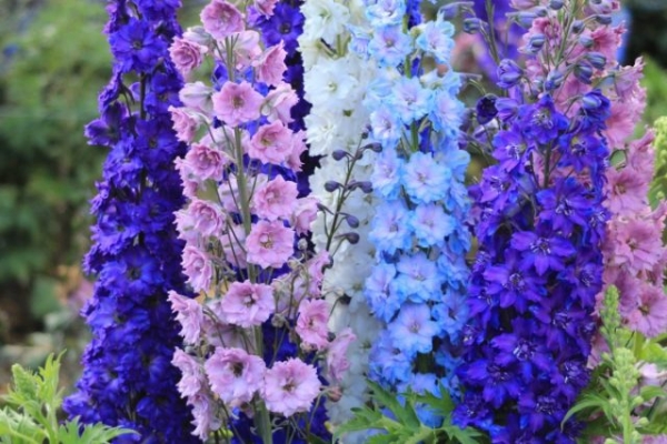 New Zealand hybrids delphinium.