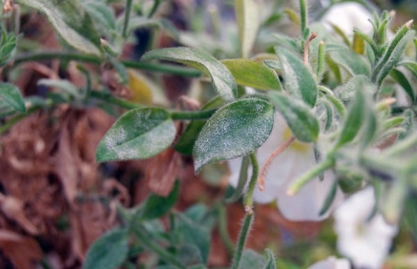 Diseases of petunias