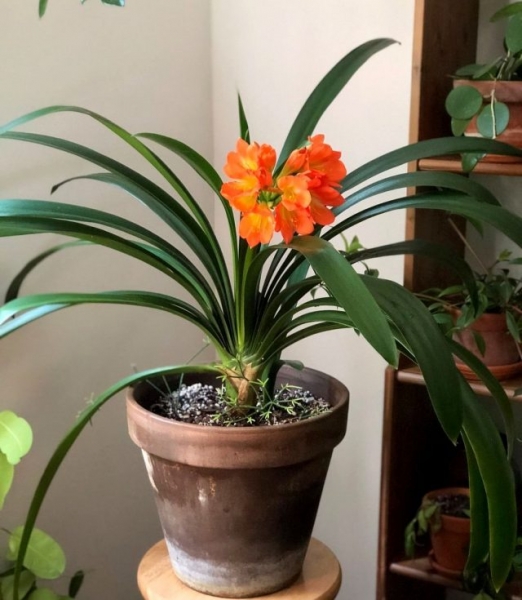 Clivia or Kaffir Lily | Photo and instructions