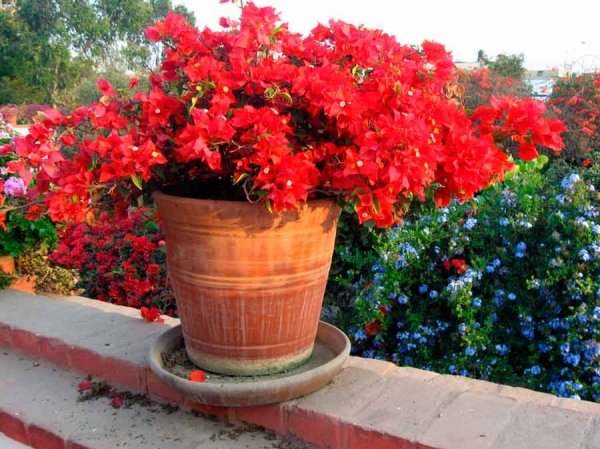 Bougainvillea