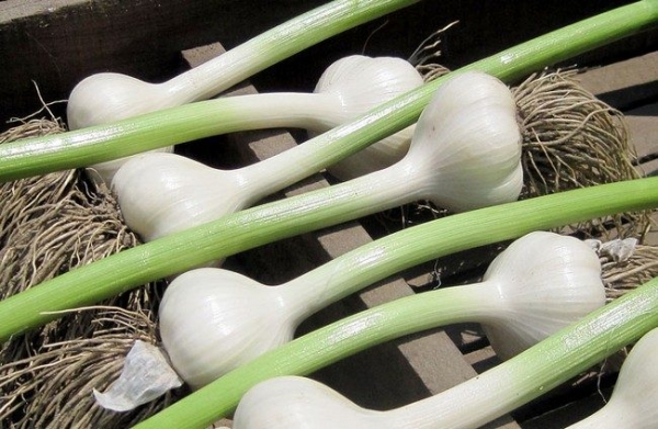 (Garlic: cultivation and maintenance)