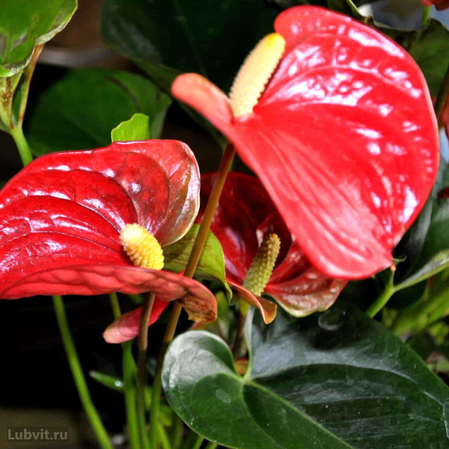 Leaves diseases of Anthurium care of plants Photo and