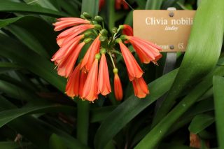 Clivia or Kaffir Lily