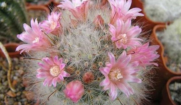 Species of the cacti