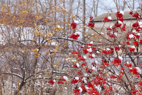 9 plants, which will decorate your garden in winter!