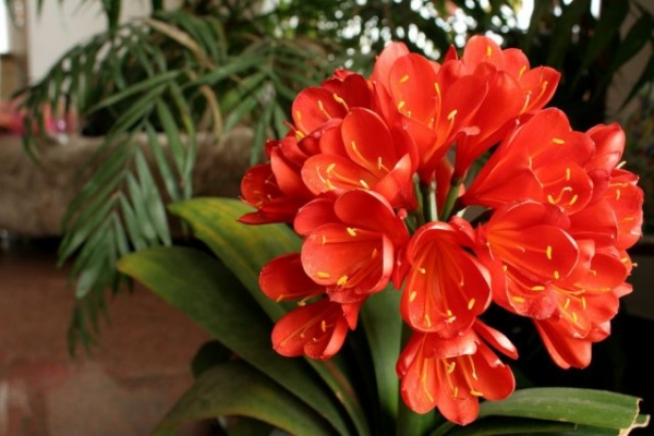 Clivia or Kaffir Lily