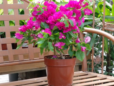 Bougainvillea